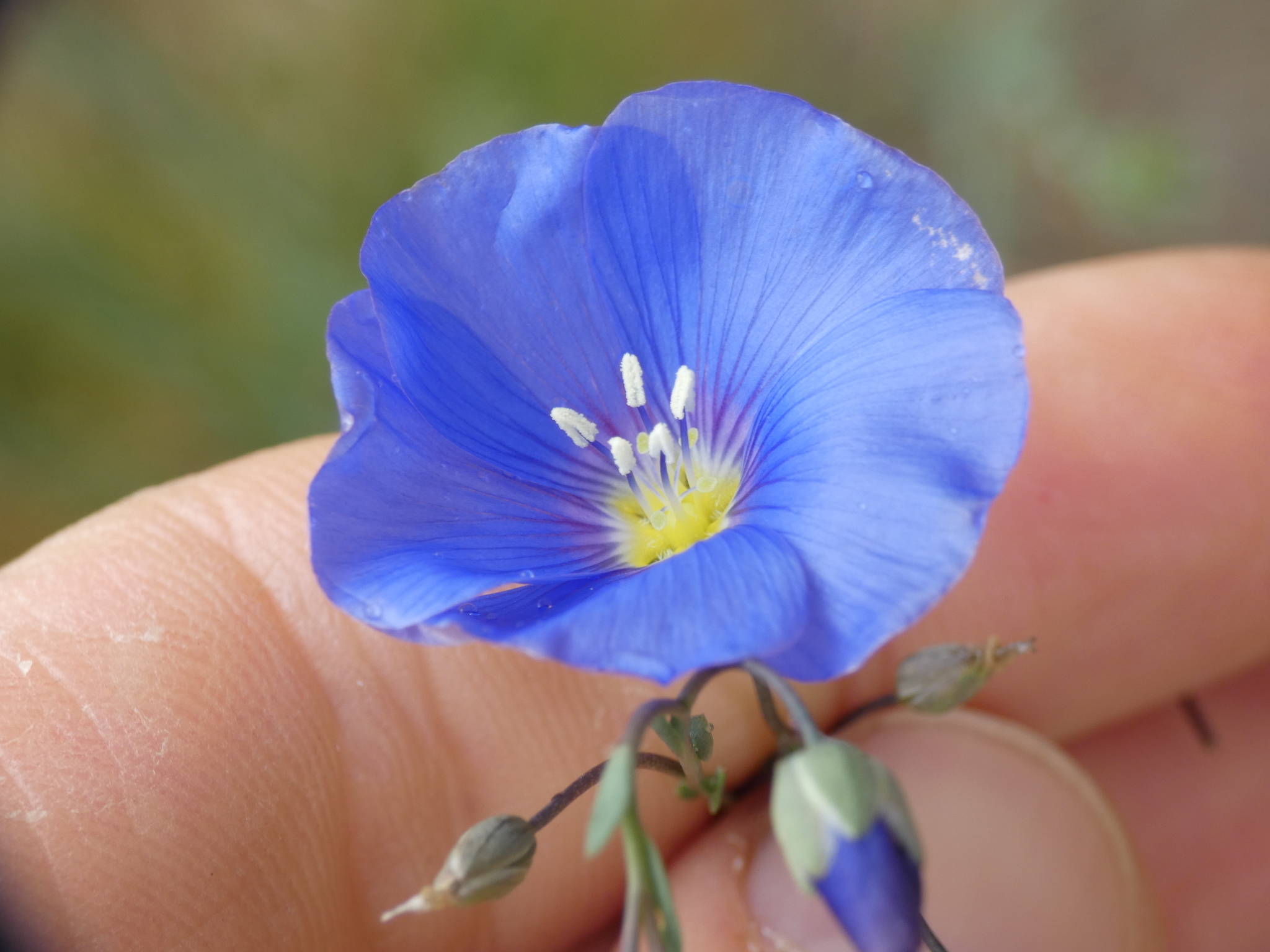 Alpine Flax (Linum alpinum)