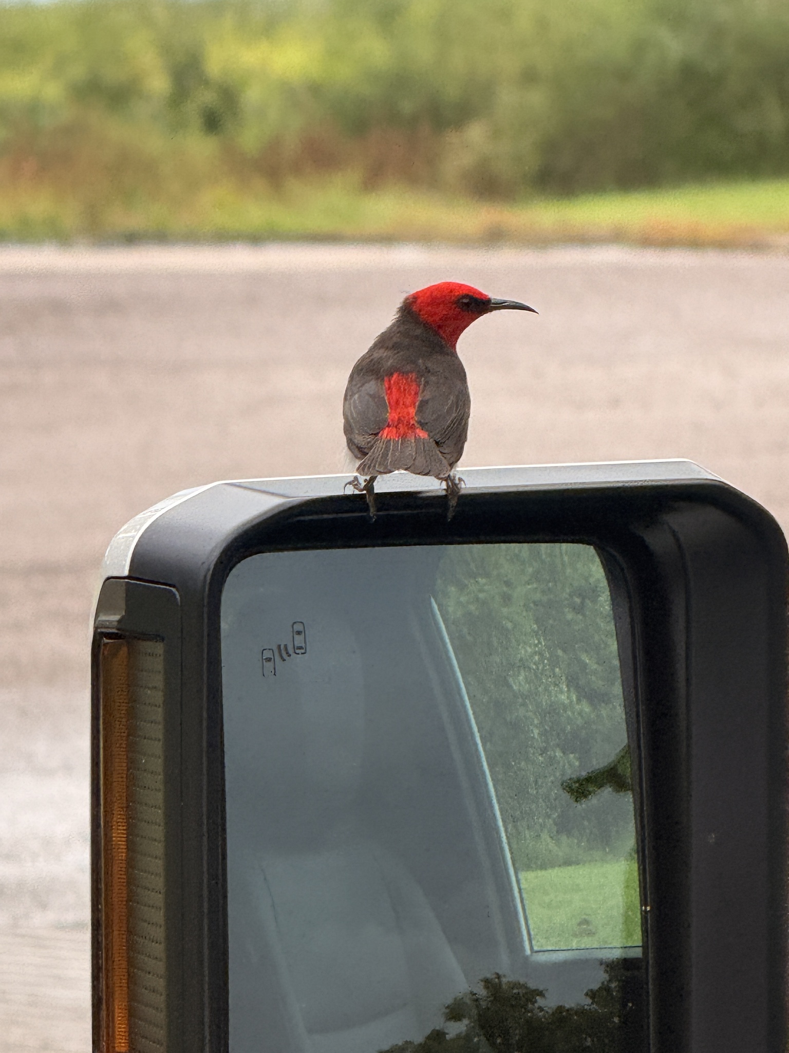 Red-headed Myzomela (Myzomela erythrocephala), photo 8