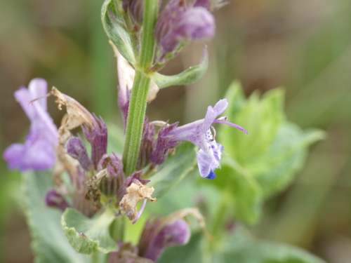Broad-leaved Catmint (Nepeta latifolia)