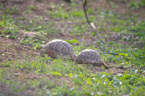 Greek Tortoise