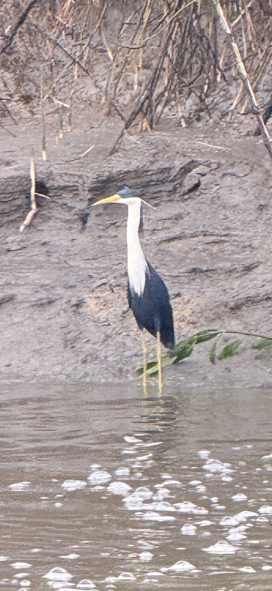 Pied Heron (Egretta picata), photo 2