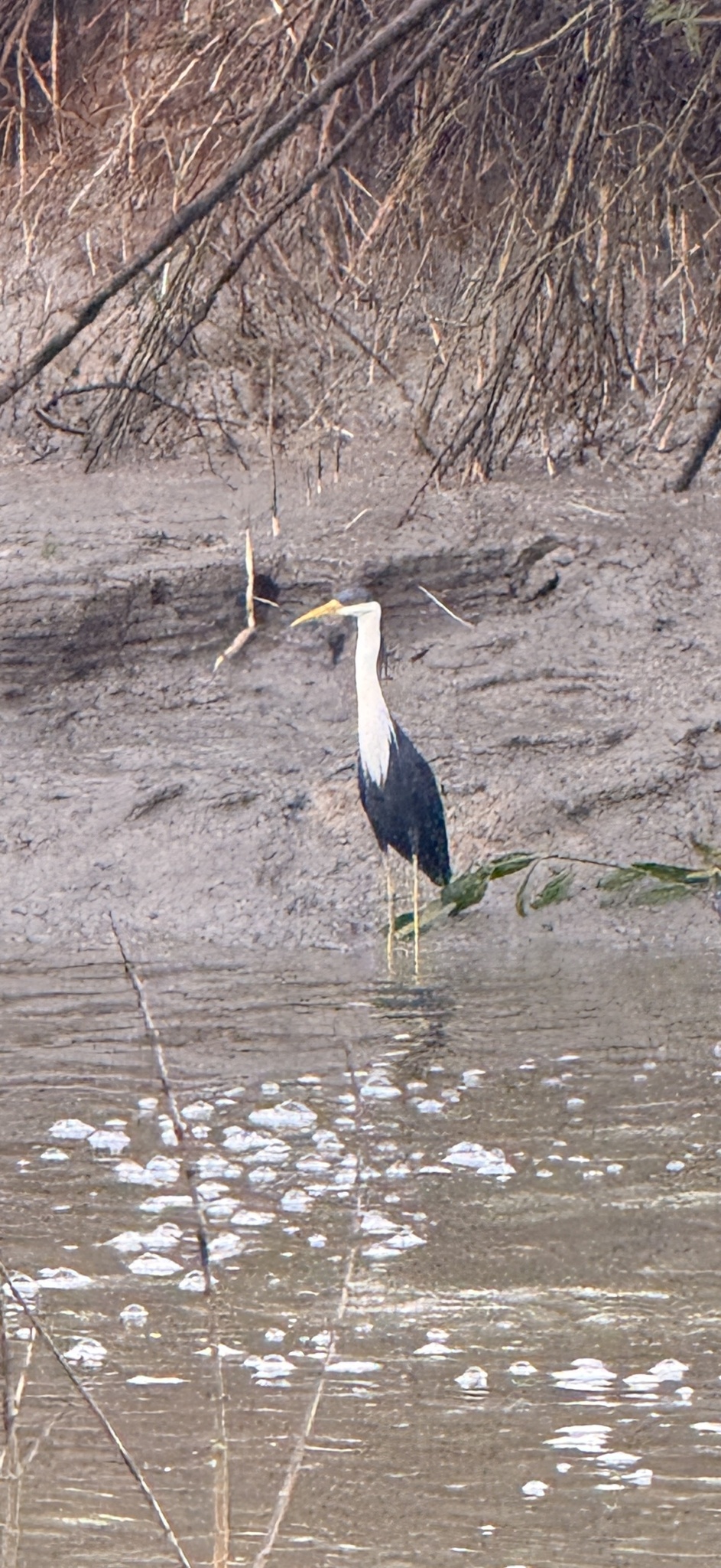 Pied Heron (Egretta picata), photo 3