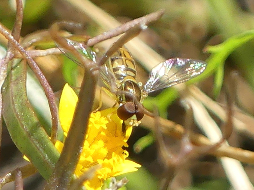 Unknown species found near Cook Ln, Dixon, CA, US