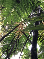 Chamaedorea linearis