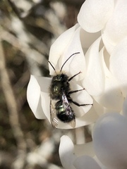 Osmia lignaria propinqua