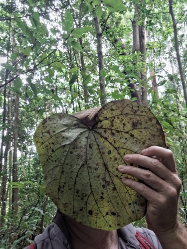 Big-Leaf Vine (Legnephora moorei)