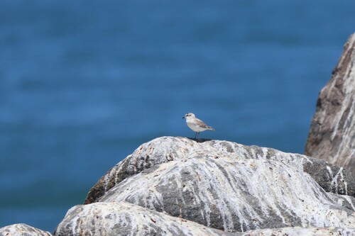 iNaturalist: (c) jandutoit, some rights reserved (CC BY-NC) iNaturalist image