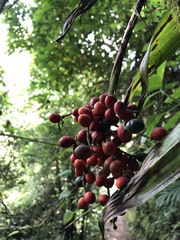 Chamaedorea linearis