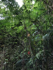 Chamaedorea linearis