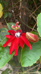 Coccinea
