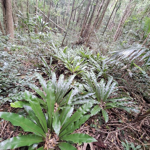 Bird's nest fern (Asplenium australasicum)