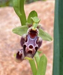 Ophrys umbilicata flavomarginata
