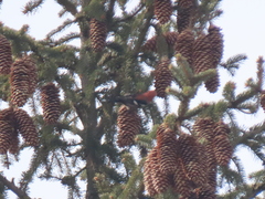 Loxia leucoptera