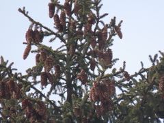 Loxia leucoptera