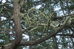 Usnea cavernosa