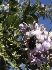Xylocopa sonorina