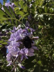 Xylocopa sonorina