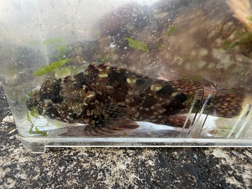 Sebastiscus marmoratus