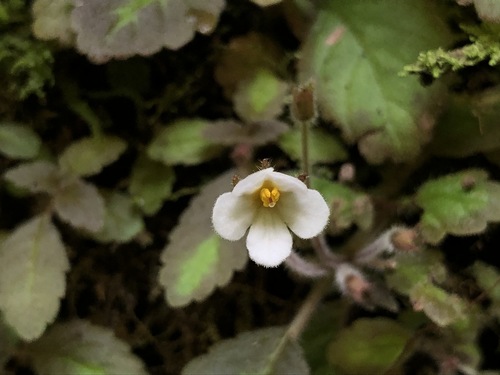 Amalophyllon divaricatum