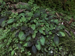 Amalophyllon divaricatum