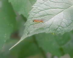 Ptecticus trivittatus