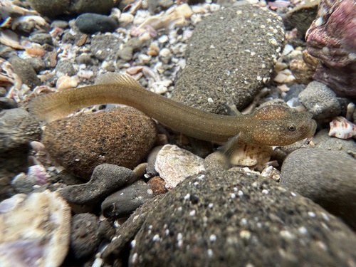Luciogobius martellii