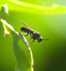 Cerotainia