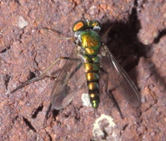 Condylostylus caudatus