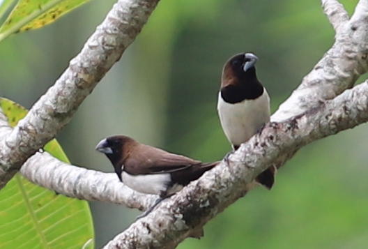 Javan Munia (Lonchura leucogastroides), photo 9