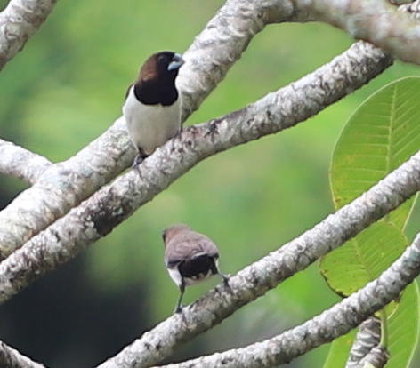 Javan Munia (Lonchura leucogastroides), photo 10