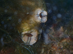 Asian Sea Squirt photo 4