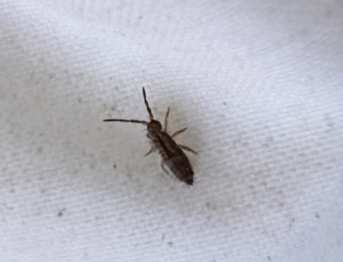 Homidia socia