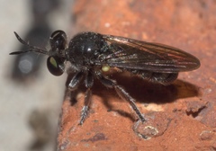 Cerotainia