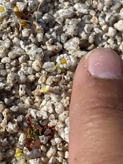 Linanthus maculatus maculatus