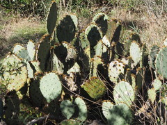 Opuntia pyrocarpa