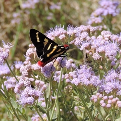 Sarbia damippe