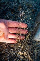 Eragrostis pectinacea pectinacea