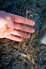 Eragrostis pectinacea pectinacea