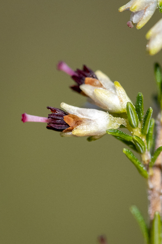 Salt-and-Wind Heath (Erica lasciva)