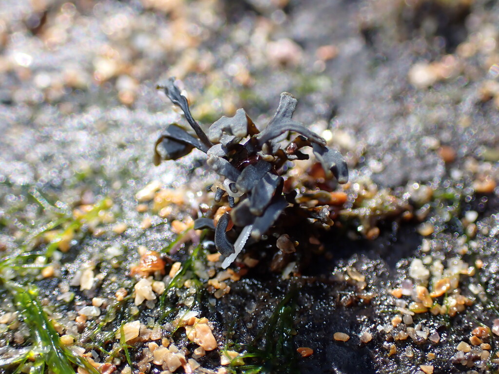 Fucus chalonii