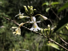 Epidendrum blepharistes