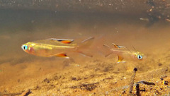 Pseudomugil signifer