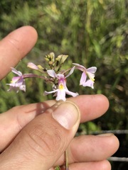 Epidendrum blepharistes