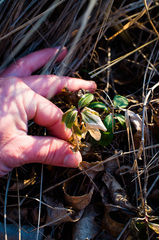 Saponaria officinalis