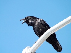Corvus corax