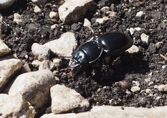 Pasimachus californicus