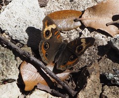 Junonia coenia coenia