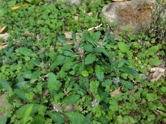 Ajuga taiwanensis, photograph (c) chiuluan, some rights reserved (CC BY)