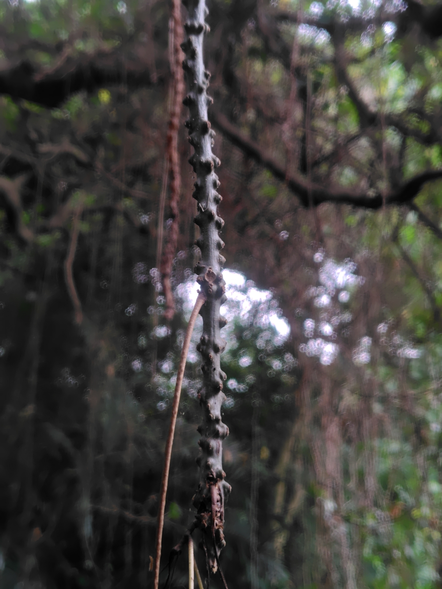 Petawali (Tinospora crispa)