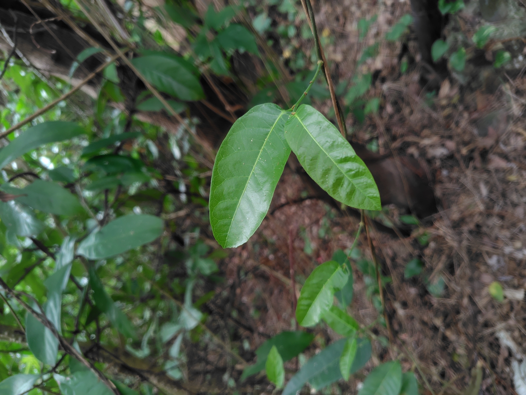 Imagem de Tinospora crispa